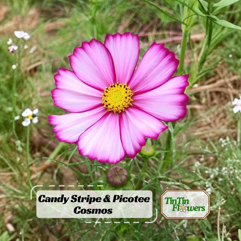 Cosmos Seeds Candy Stripe & Picotee - 50 Seeds - Easy Grow Flower Seeds for Pollinators - Image 1