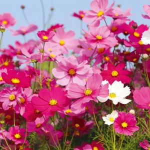 Cosmos Seeds Mix - 50 Seeds - Easy Grow Open Pollinated Flower Seeds - Image 10