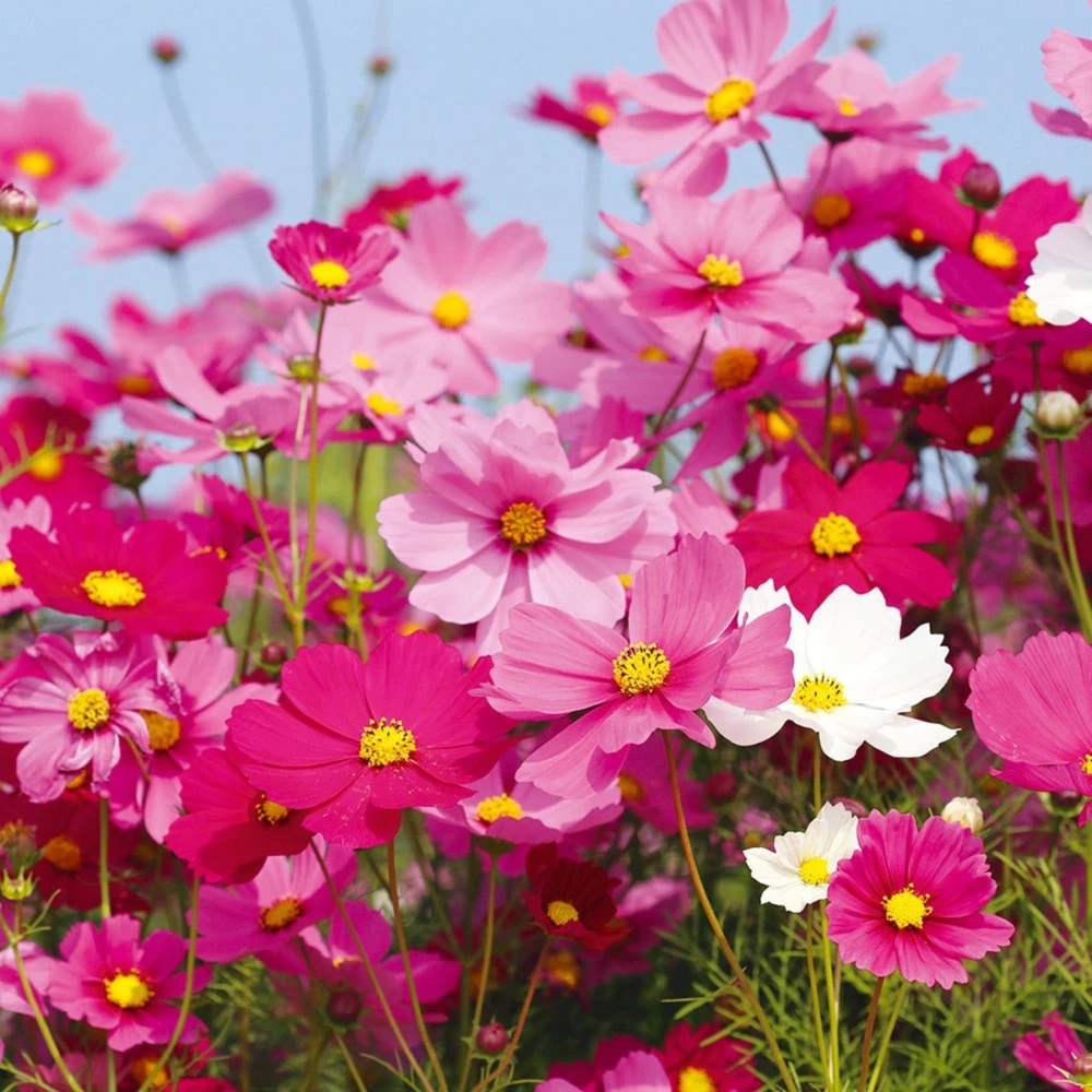 Cosmos Seeds Mix - 50 Seeds - Easy Grow Open Pollinated Flower Seeds - Image 10