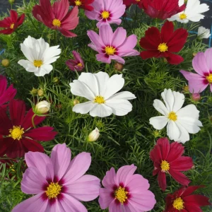 Cosmos Seeds Mix - 50 Seeds - Easy Grow Open Pollinated Flower Seeds - Image 11