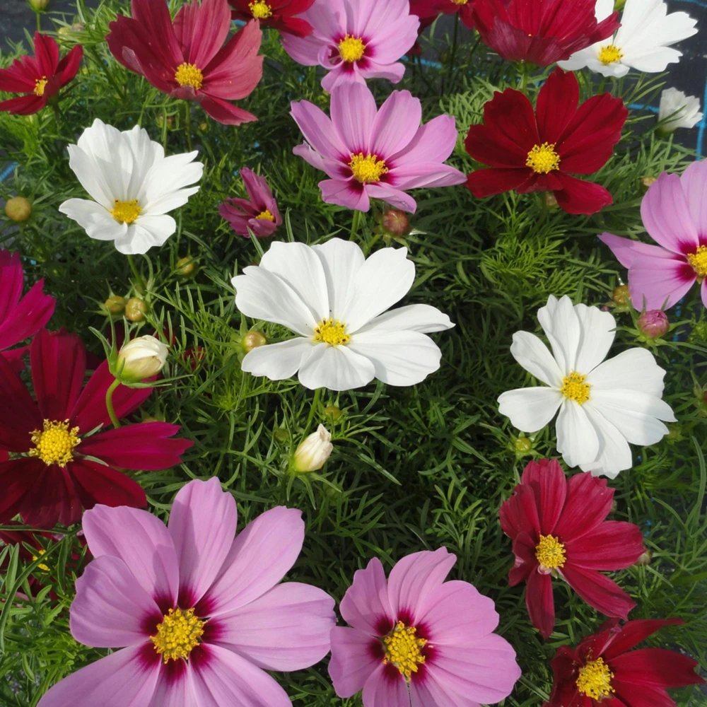 Cosmos Seeds Mix - 50 Seeds - Easy Grow Open Pollinated Flower Seeds - Image 11