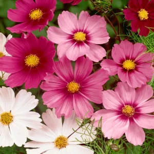 Cosmos Seeds Mix - 50 Seeds - Easy Grow Open Pollinated Flower Seeds - Image 12