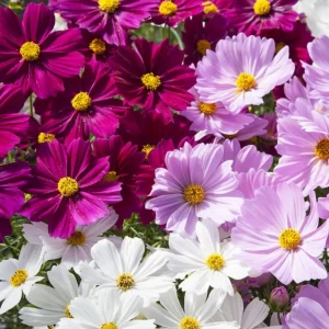 Cosmos Seeds Mix - 50 Seeds - Easy Grow Open Pollinated Flower Seeds - Image 13