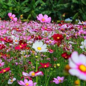 Cosmos Seeds Mix - 50 Seeds - Easy Grow Open Pollinated Flower Seeds - Image 2