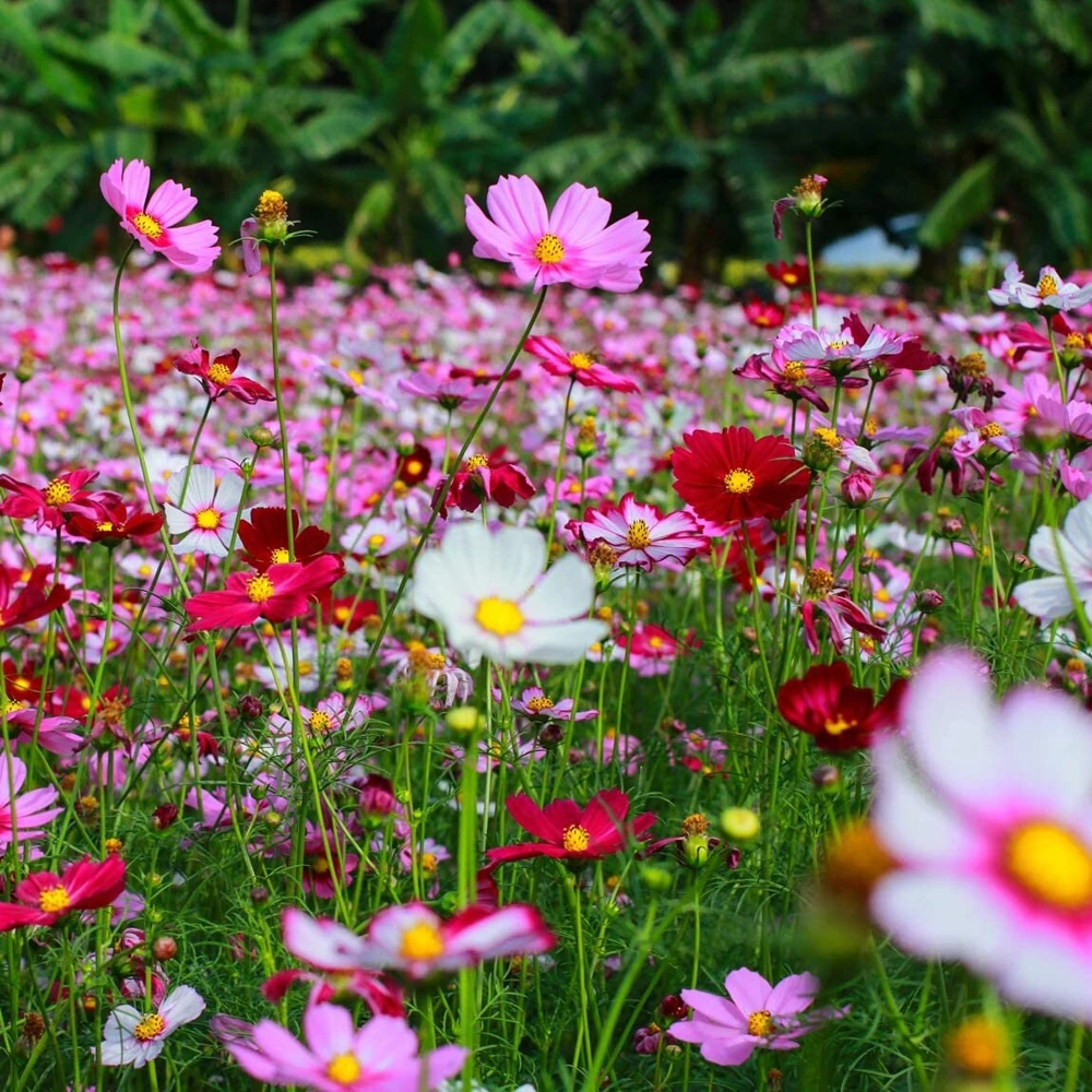 Cosmos Seeds Mix - 50 Seeds - Easy Grow Open Pollinated Flower Seeds - Image 2