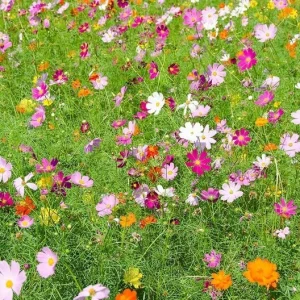 Cosmos Seeds Mix - 50 Seeds - Easy Grow Open Pollinated Flower Seeds - Image 4