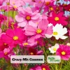 Cosmos Seeds Mix - 50 Seeds - Easy Grow Open Pollinated Flower Seeds - Image 1