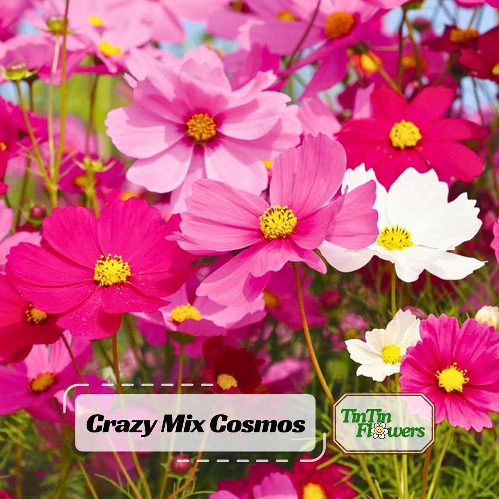Cosmos Seeds Mix - 50 Seeds - Easy Grow Open Pollinated Flower Seeds - Image 1