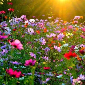 Cosmos Seeds Mix - 50 Seeds - Easy Grow Open Pollinated Flower Seeds - Image 5