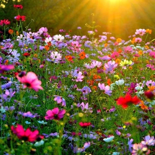 Cosmos Seeds Mix - 50 Seeds - Easy Grow Open Pollinated Flower Seeds - Image 5
