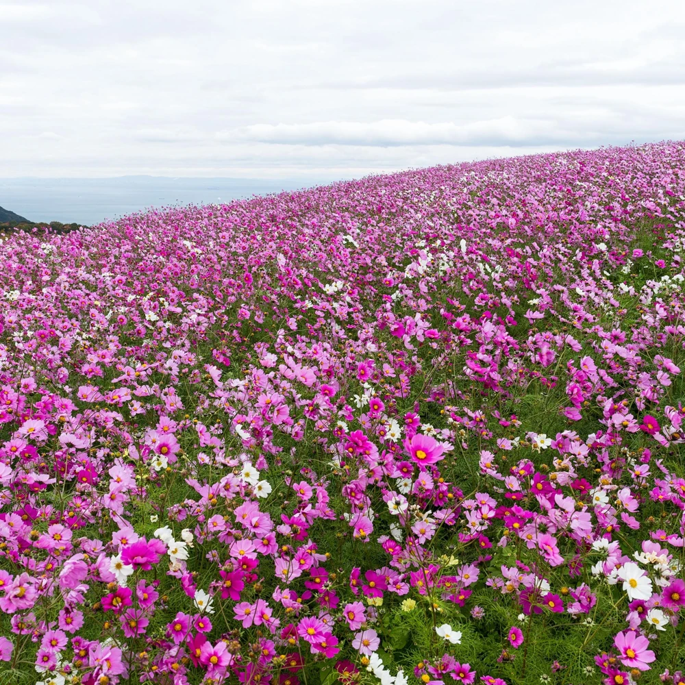 Cosmos Seeds Mix - 50 Seeds - Easy Grow Open Pollinated Flower Seeds - Image 6