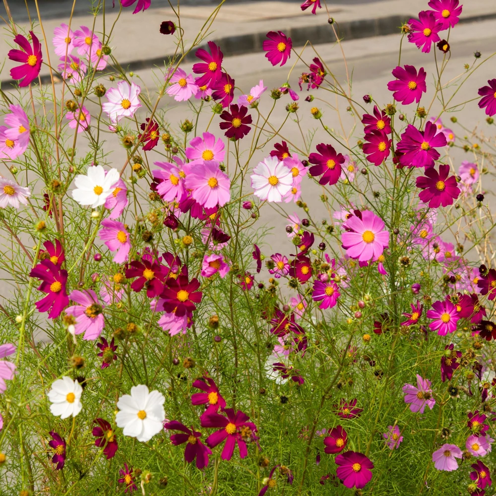 Cosmos Seeds Mix - 50 Seeds - Easy Grow Open Pollinated Flower Seeds - Image 7