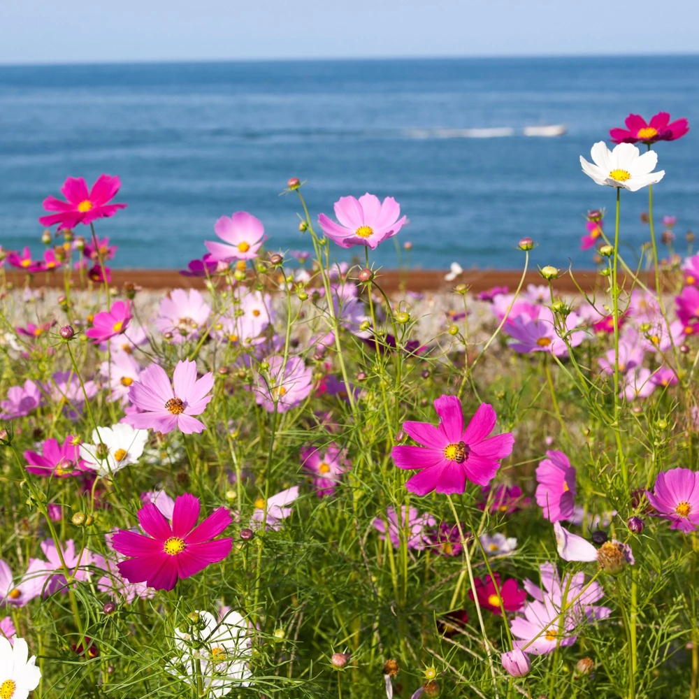 Cosmos Seeds Mix - 50 Seeds - Easy Grow Open Pollinated Flower Seeds - Image 8