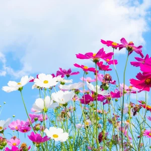 Cosmos Seeds Mix - 50 Seeds - Easy Grow Open Pollinated Flower Seeds - Image 9