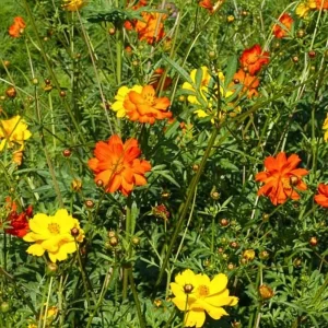 Cosmos Seeds Mix - Orange & Yellow Flowers - Open-Pollinating - 50 Seeds - Image 10