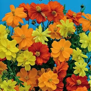 Cosmos Seeds Mix - Orange & Yellow Flowers - Open-Pollinating - 50 Seeds - Image 11