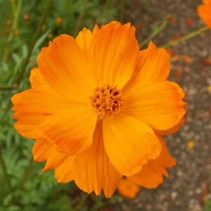 Cosmos Seeds Mix - Orange & Yellow Flowers - Open-Pollinating - 50 Seeds - Image 12