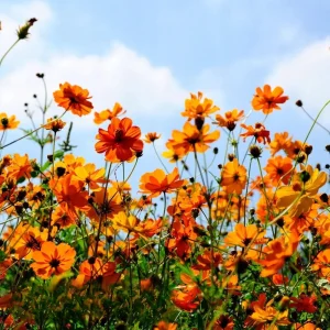 Cosmos Seeds Mix - Orange & Yellow Flowers - Open-Pollinating - 50 Seeds - Image 13