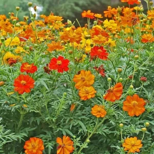 Cosmos Seeds Mix - Orange & Yellow Flowers - Open-Pollinating - 50 Seeds - Image 14