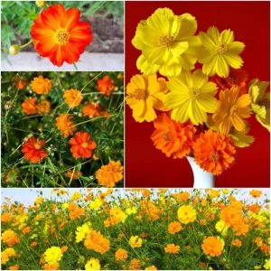 Cosmos Seeds Mix - Orange & Yellow Flowers - Open-Pollinating - 50 Seeds - Image 15