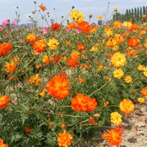 Cosmos Seeds Mix - Orange & Yellow Flowers - Open-Pollinating - 50 Seeds - Image 16
