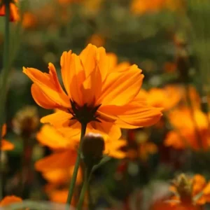 Cosmos Seeds Mix - Orange & Yellow Flowers - Open-Pollinating - 50 Seeds - Image 17