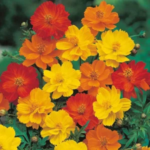 Cosmos Seeds Mix - Orange & Yellow Flowers - Open-Pollinating - 50 Seeds - Image 2