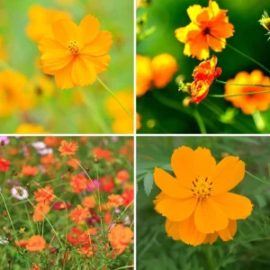 Cosmos Seeds Mix - Orange & Yellow Flowers - Open-Pollinating - 50 Seeds - Image 4