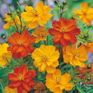 Cosmos Seeds Mix - Orange & Yellow Flowers - Open-Pollinating - 50 Seeds - Image 5