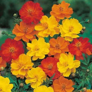 Cosmos Seeds Mix - Orange & Yellow Flowers - Open-Pollinating - 50 Seeds - Image 6