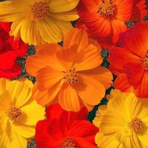 Cosmos Seeds Mix - Orange & Yellow Flowers - Open-Pollinating - 50 Seeds - Image 7