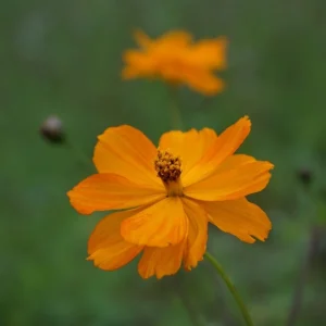 Cosmos Seeds Mix - Orange & Yellow Flowers - Open-Pollinating - 50 Seeds - Image 8
