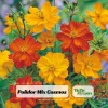 Cosmos Seeds Mix - Orange & Yellow Flowers - Open-Pollinating - 50 Seeds - Image 1