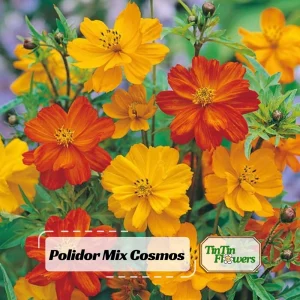 Cosmos Seeds Mix - Orange & Yellow Flowers - Open-Pollinating - 50 Seeds - Image 1