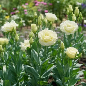 Cream Lisianthus Seeds - Eustoma grandiflorum - Double Rose-like Flowers - 20 Seeds - Image 11