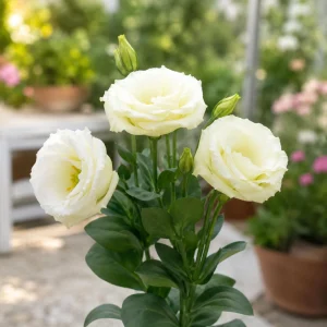 Cream Lisianthus Seeds - Eustoma grandiflorum - Double Rose-like Flowers - 20 Seeds - Image 12