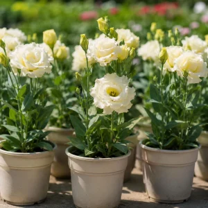 Cream Lisianthus Seeds - Eustoma grandiflorum - Double Rose-like Flowers - 20 Seeds - Image 3