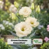 Cream Lisianthus Seeds - Eustoma grandiflorum - Double Rose-like Flowers - 20 Seeds - Image 1