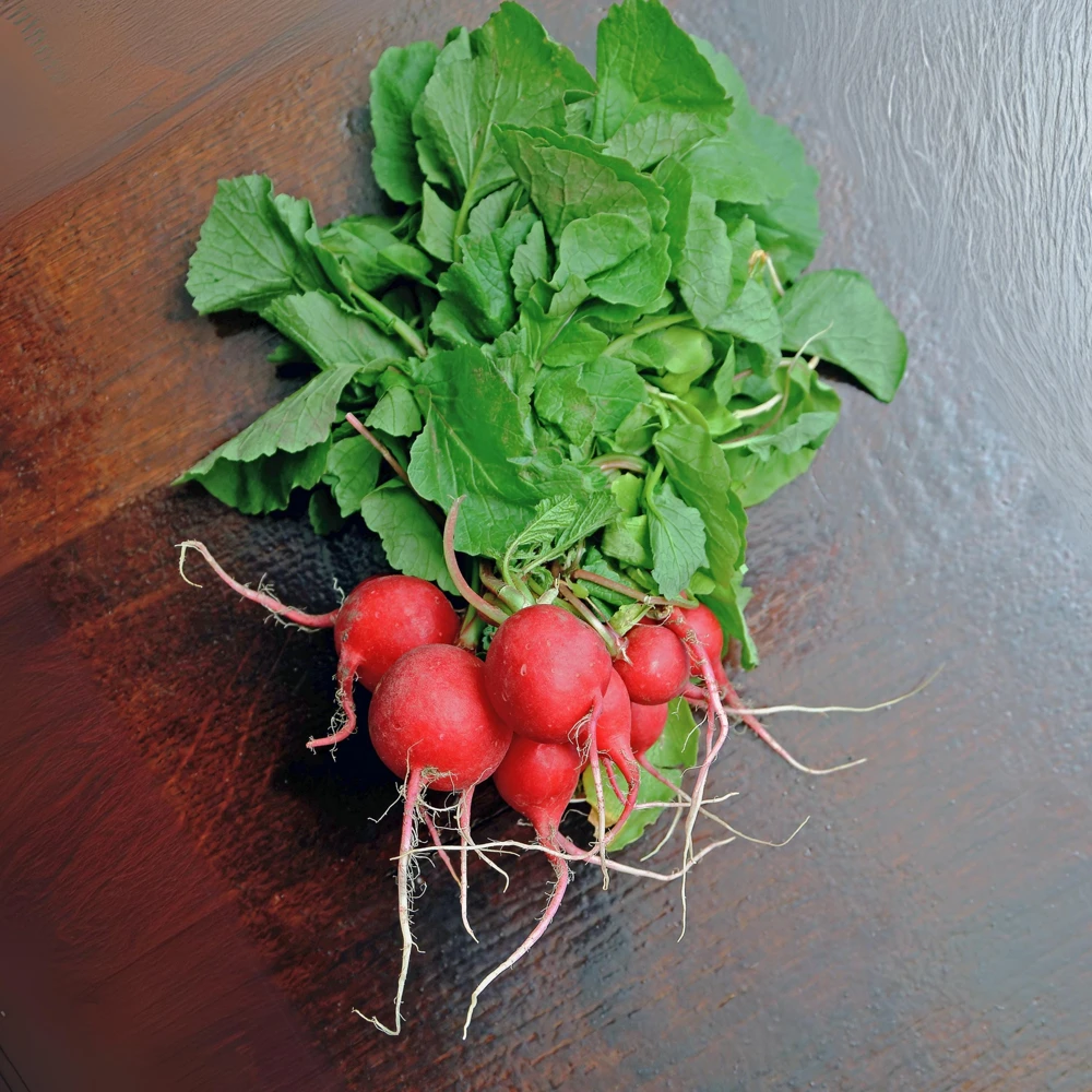 Crimson Giant Radish Seeds - 30 Seeds - Fast Growing Heirloom Red Radish - Image 10