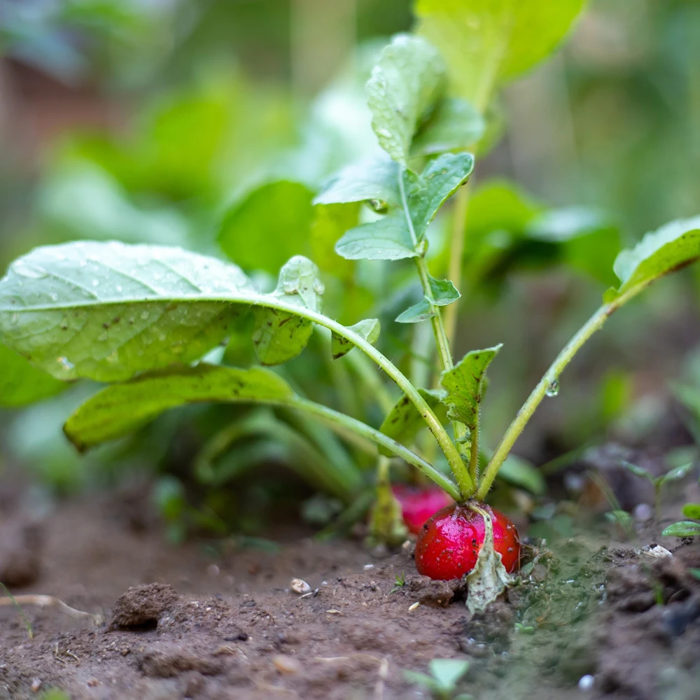 Crimson Giant Radish Seeds - 30 Seeds - Fast Growing Heirloom Red Radish - Image 15