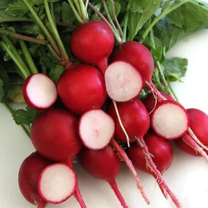 Crimson Giant Radish Seeds - 30 Seeds - Fast Growing Heirloom Red Radish - Image 2