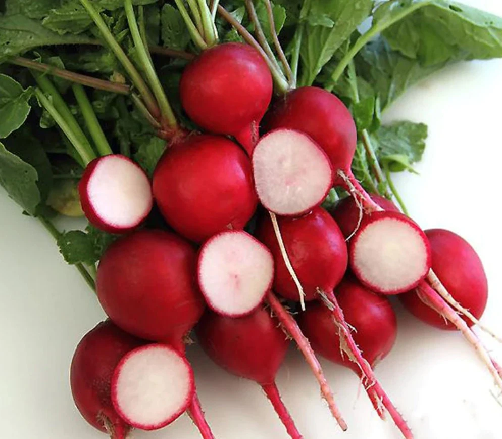 Crimson Giant Radish Seeds - 30 Seeds - Fast Growing Heirloom Red Radish - Image 2