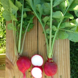 Crimson Giant Radish Seeds - 30 Seeds - Fast Growing Heirloom Red Radish - Image 3