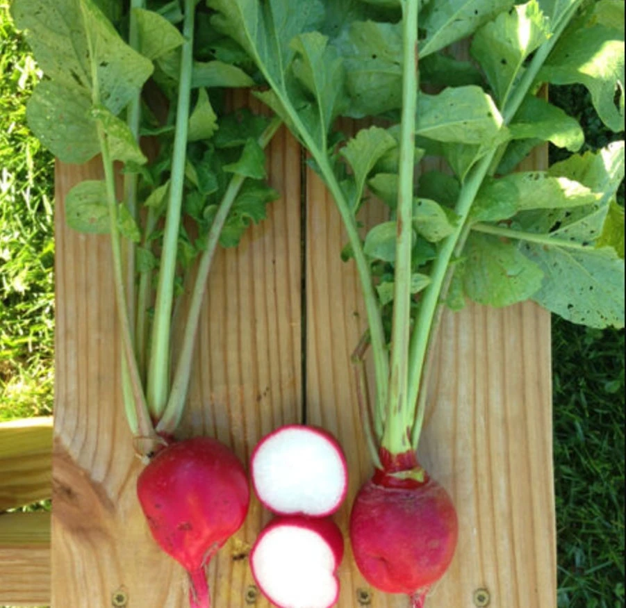 Crimson Giant Radish Seeds - 30 Seeds - Fast Growing Heirloom Red Radish - Image 3