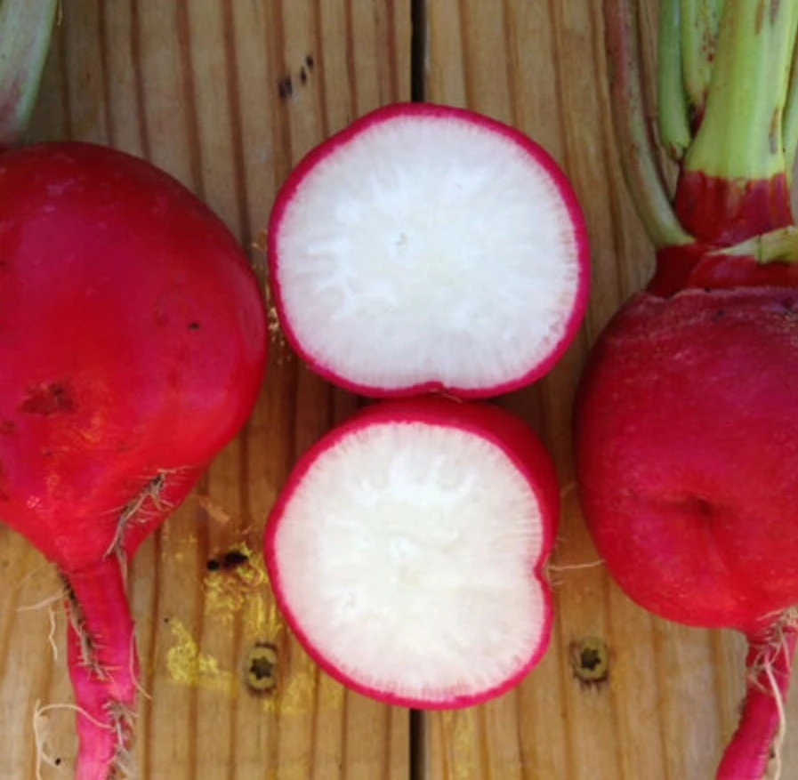 Crimson Giant Radish Seeds - 30 Seeds - Fast Growing Heirloom Red Radish - Image 4