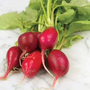 Crimson Giant Radish Seeds - 30 Seeds - Fast Growing Heirloom Red Radish - Image 5