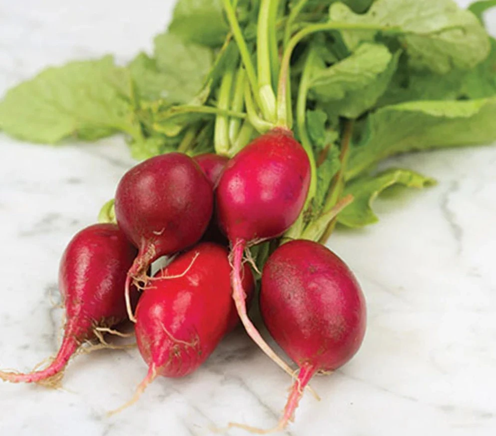 Crimson Giant Radish Seeds - 30 Seeds - Fast Growing Heirloom Red Radish - Image 5