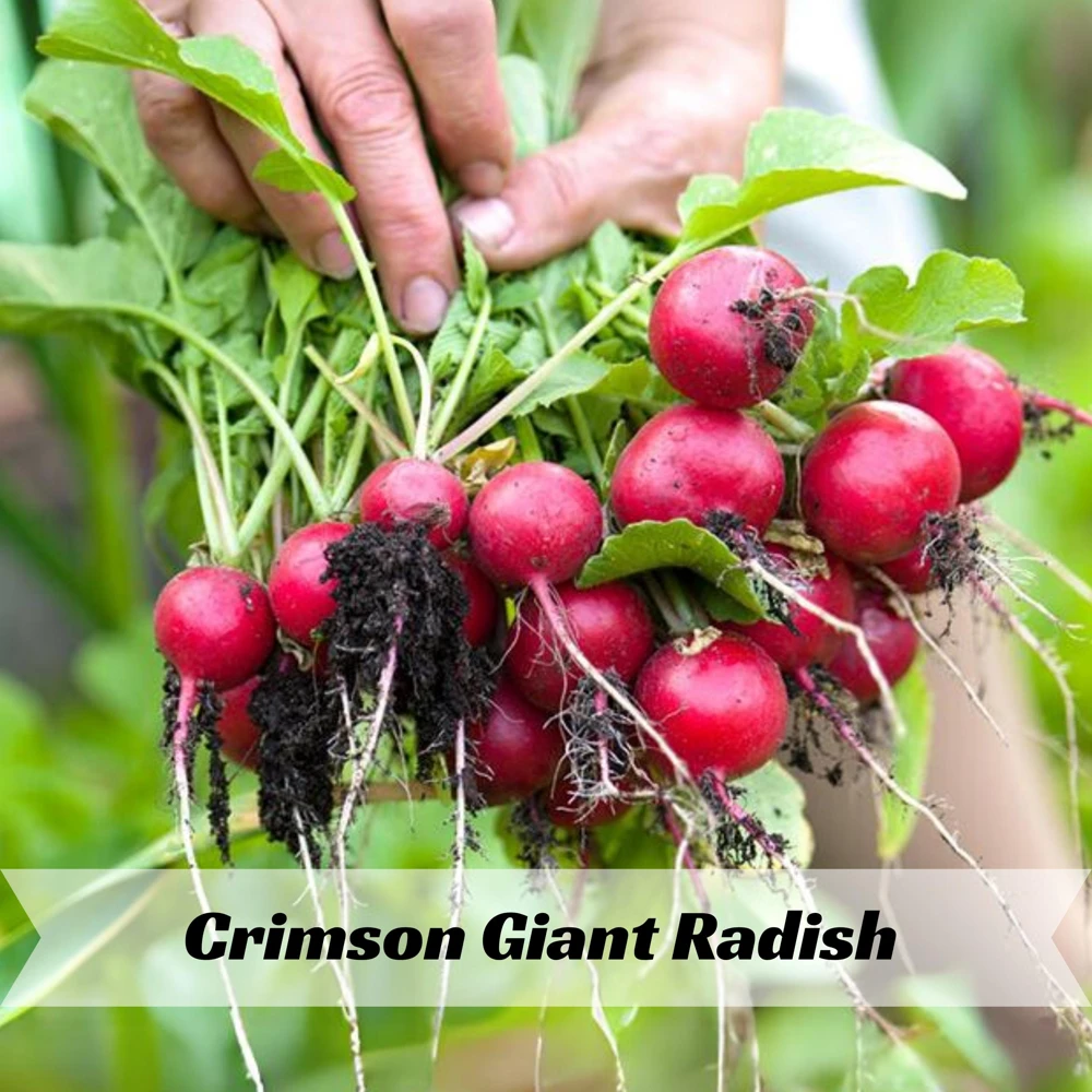 Crimson Giant Radish Seeds - 30 Seeds - Fast Growing Heirloom Red Radish - Image 8