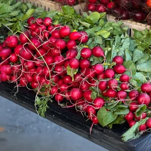Crimson Giant Radish Seeds - 30 Seeds - Fast Growing Heirloom Red Radish - Image 9