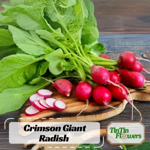 Crimson Giant Radish Seeds - 30 Seeds - Fast Growing Heirloom Red Radish - Image 1